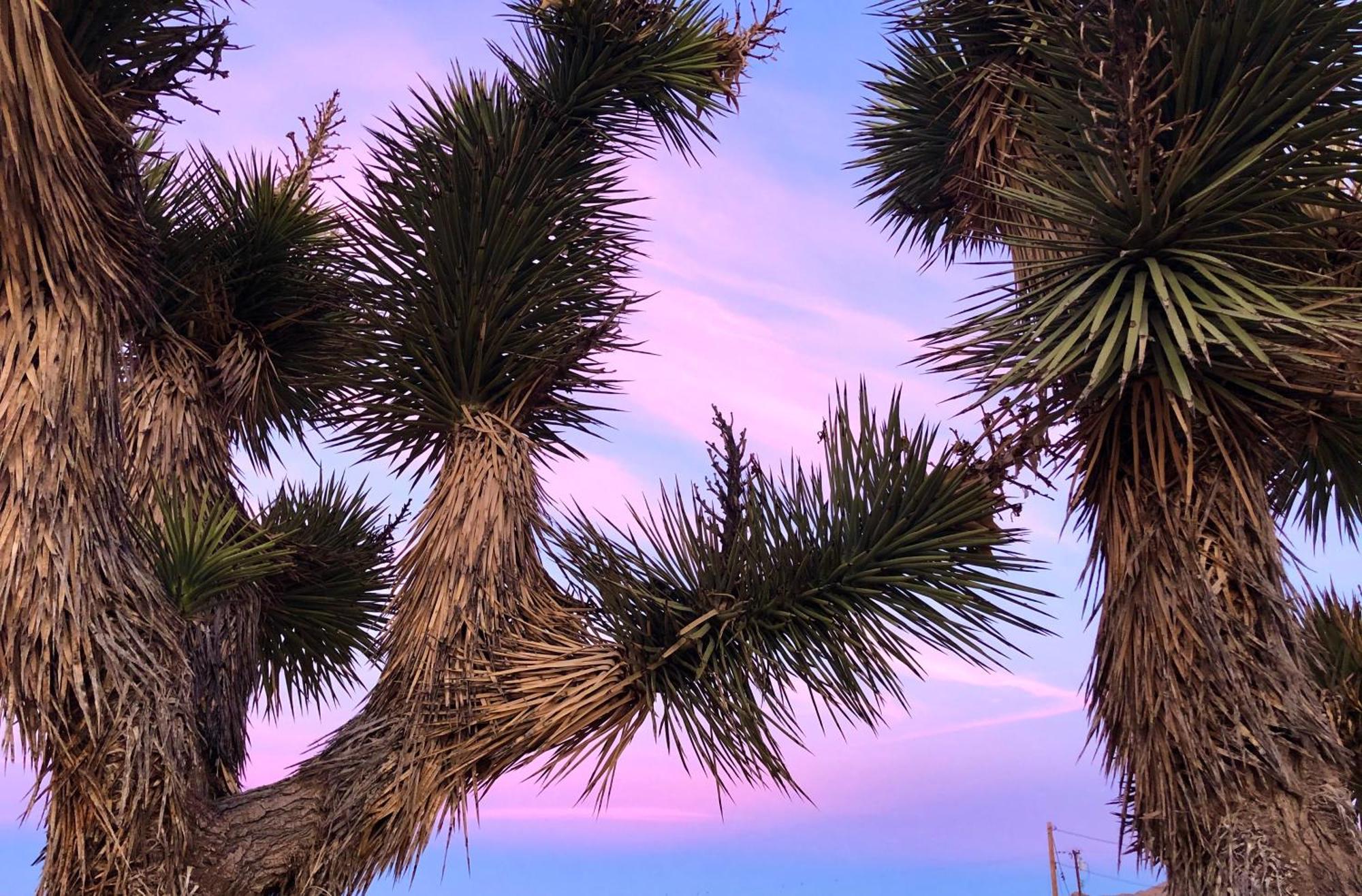 Cozy Desert Retreat With Amazing Views Only 4 Miles To Jtnp Joshua Tree Exterior photo